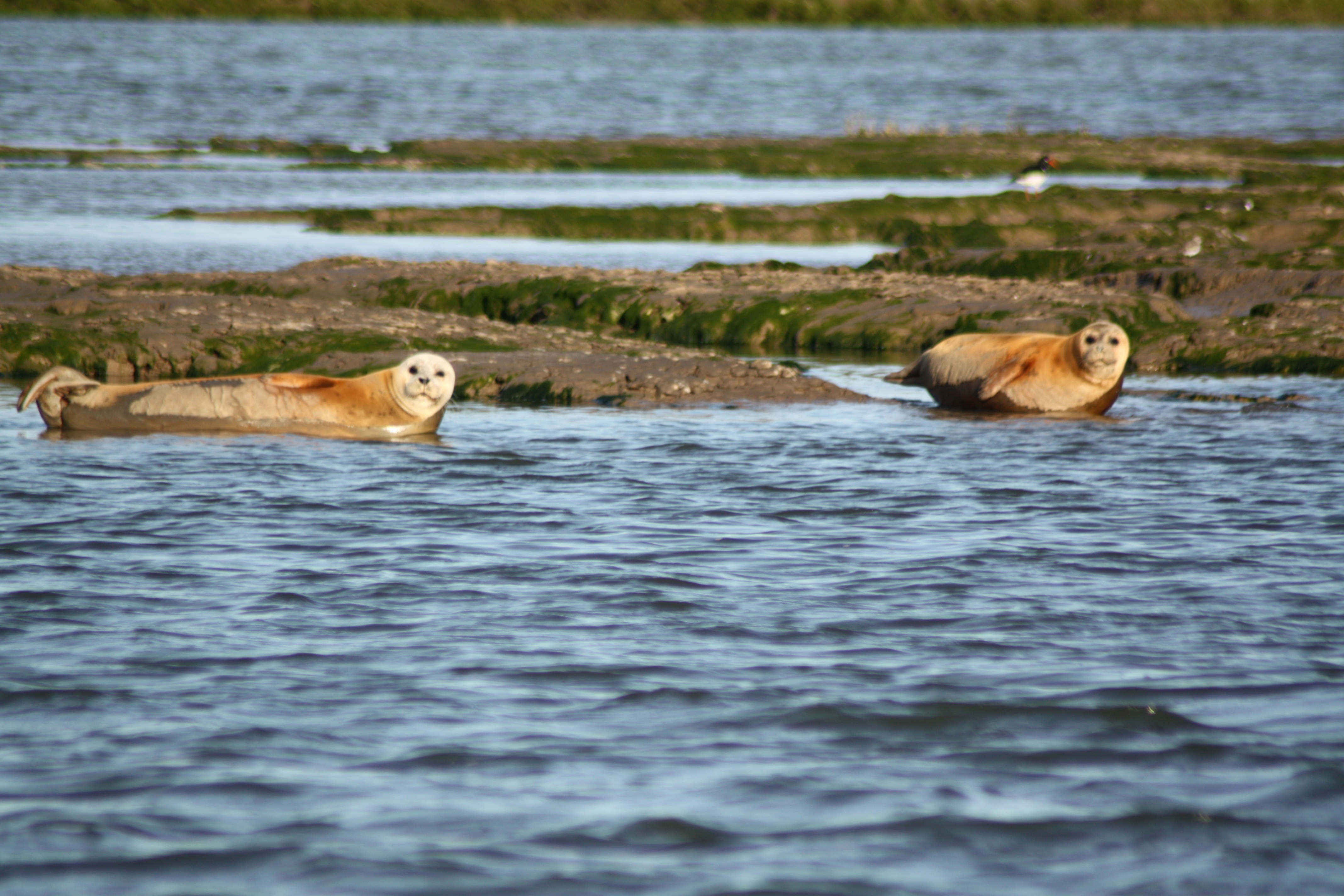 VisitEssexWalton/VE-WaltonSealWatching.jpg